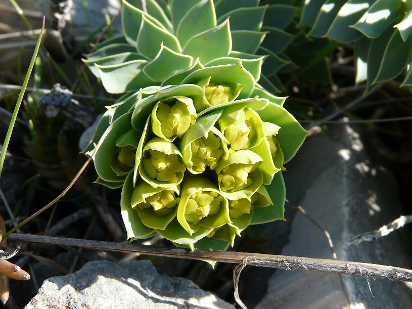 Euphorbia rigida / Euforbia rigida